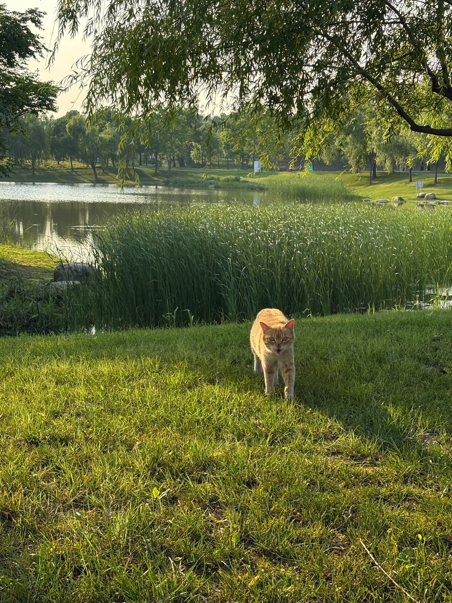 _sami3_2's tweet image. 여름은 더워서 싫은데 또 이런 풍경은  좋음🌳🍃