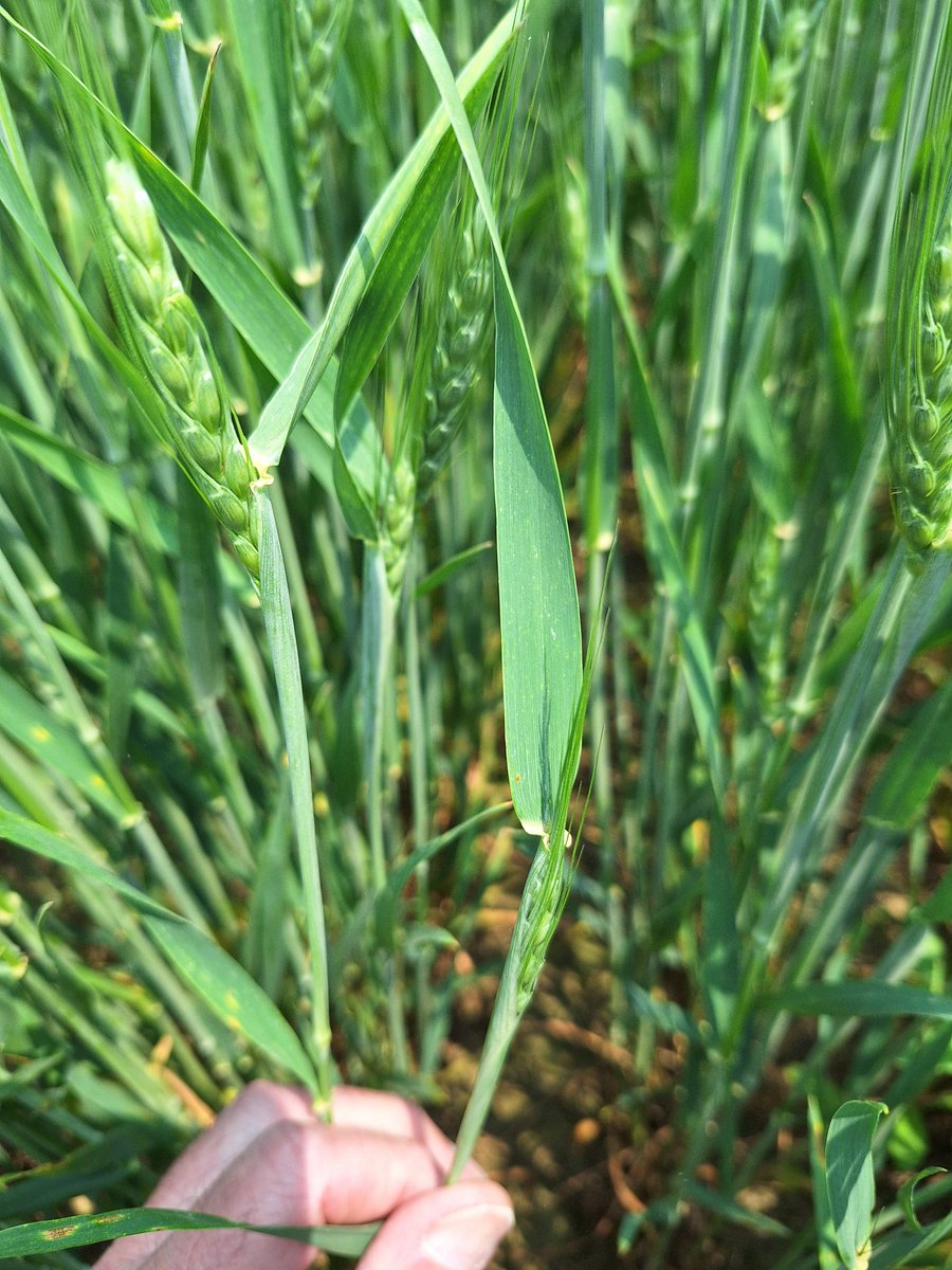 SCSAgronomy's tweet image. #agrisagronomy approx 3 days from Zadoks 61 on main head tillers might make same stage by then