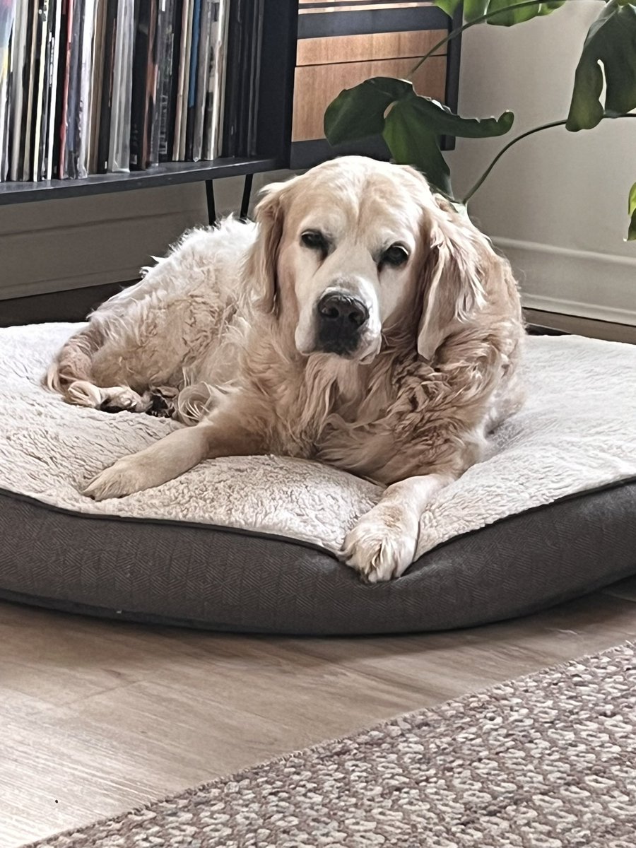 I think I’m going to go back to sleep #dogsofX #goldenretrievers