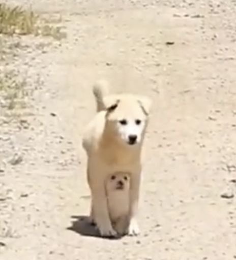 💖 (@twaniimals) on Twitter photo 