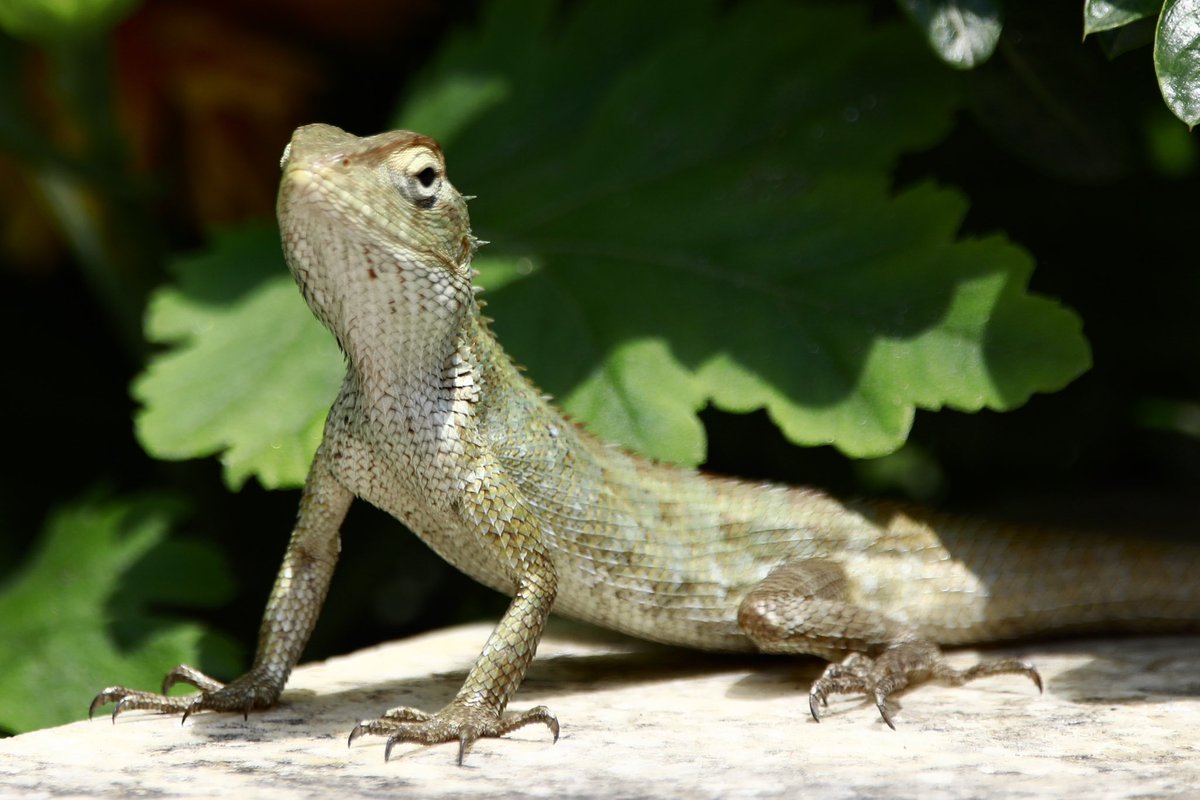 #lizard #wildlife #photography #kathmandu