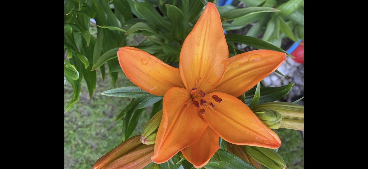 Fastaldo's tweet image. 🇬🇧The Fields of Stepps the orange Lilly grows 🇬🇧