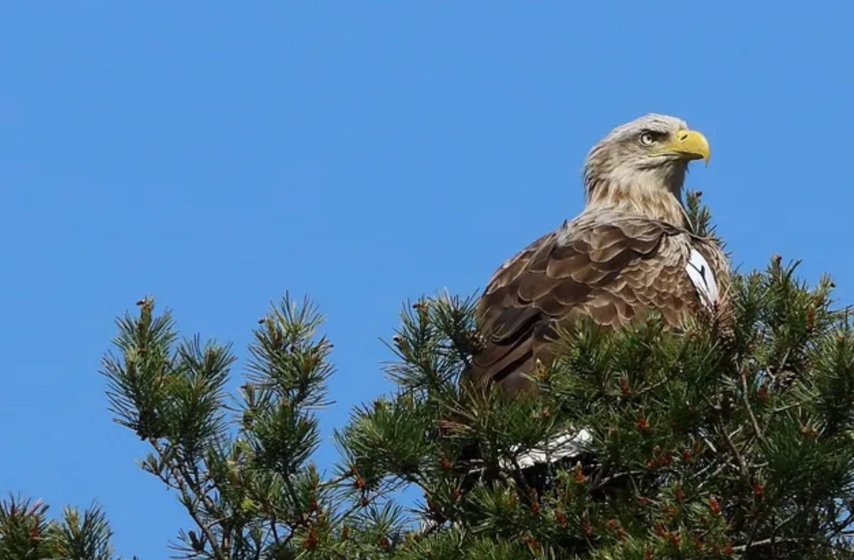 Ireland's oldest breeding White-tailed Eagle feared poisoned.

Press release from National Parks &amp; Wildlife Service.

raptorpersecutionuk.org/2025/06/03/ire…