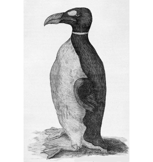 Great Auks became extinct as the last two known specimens were killed by fishermen on Eldey island, Iceland. Read about the excavation of a Great Auk bone, dating from the 5th to 7th centuries, found at a medieval site in Scotland:

archaeology.org/issues/septemb…