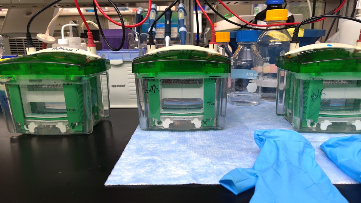 THE neuroSCIENTIST tweet media