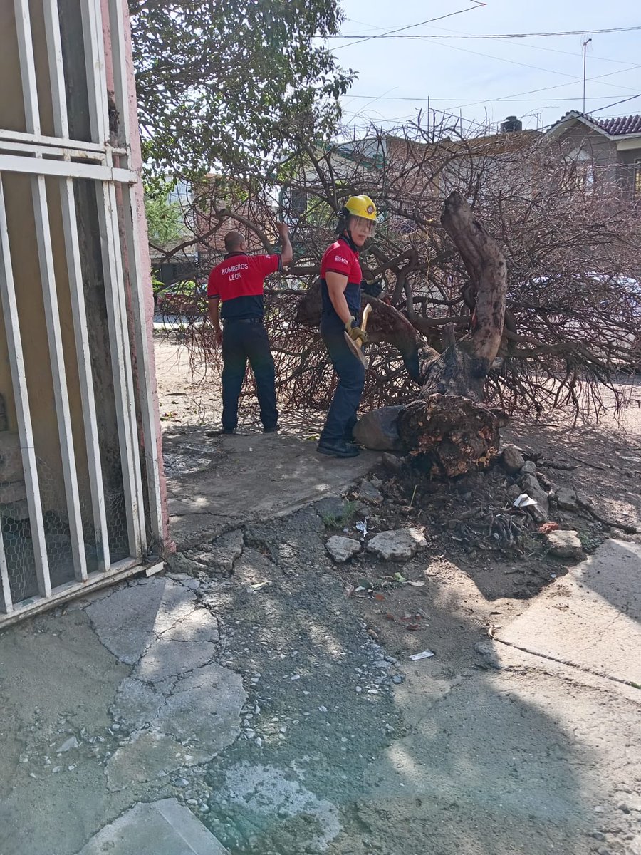 🌳 Atendimos un árbol caído en la colonia Santa Rosa de Lima.

🚒 Retiramos el árbol para liberar la vía y eliminar riesgos en la zona.

📞 Si detectas un árbol caído o a punto de caer, repórtalo de inmediato al 9-1-1.

🩵 Canal de WhatsApp de la SSPPCL: 
 whatsapp.com/channel/0029Va…
