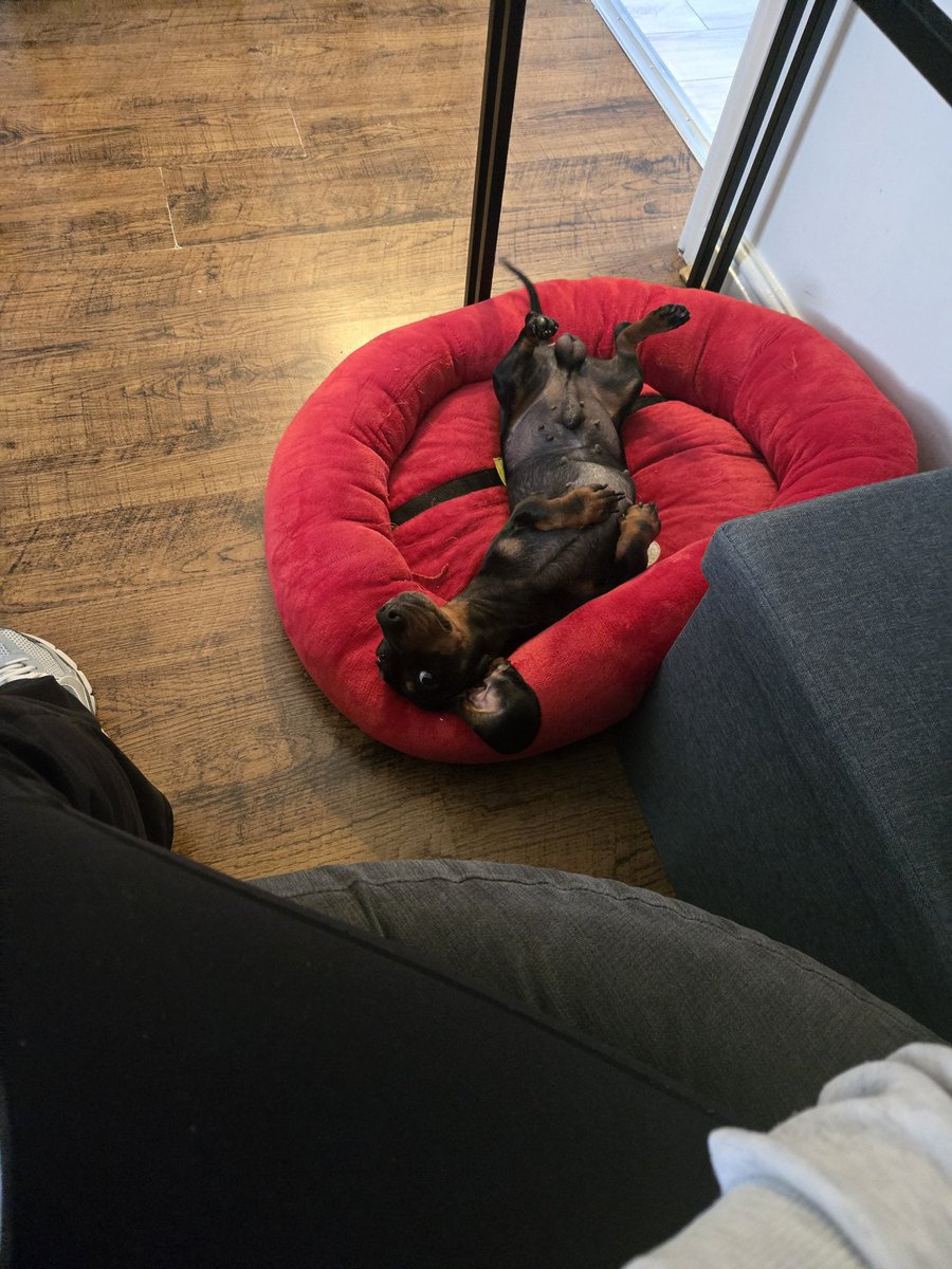 emmawardo's tweet photo. He gets sent to wait on his bed while we are eating and this os his way of showing he doesn't actually care but really wants the food at the same time https://t.co/99D5KjWWcv