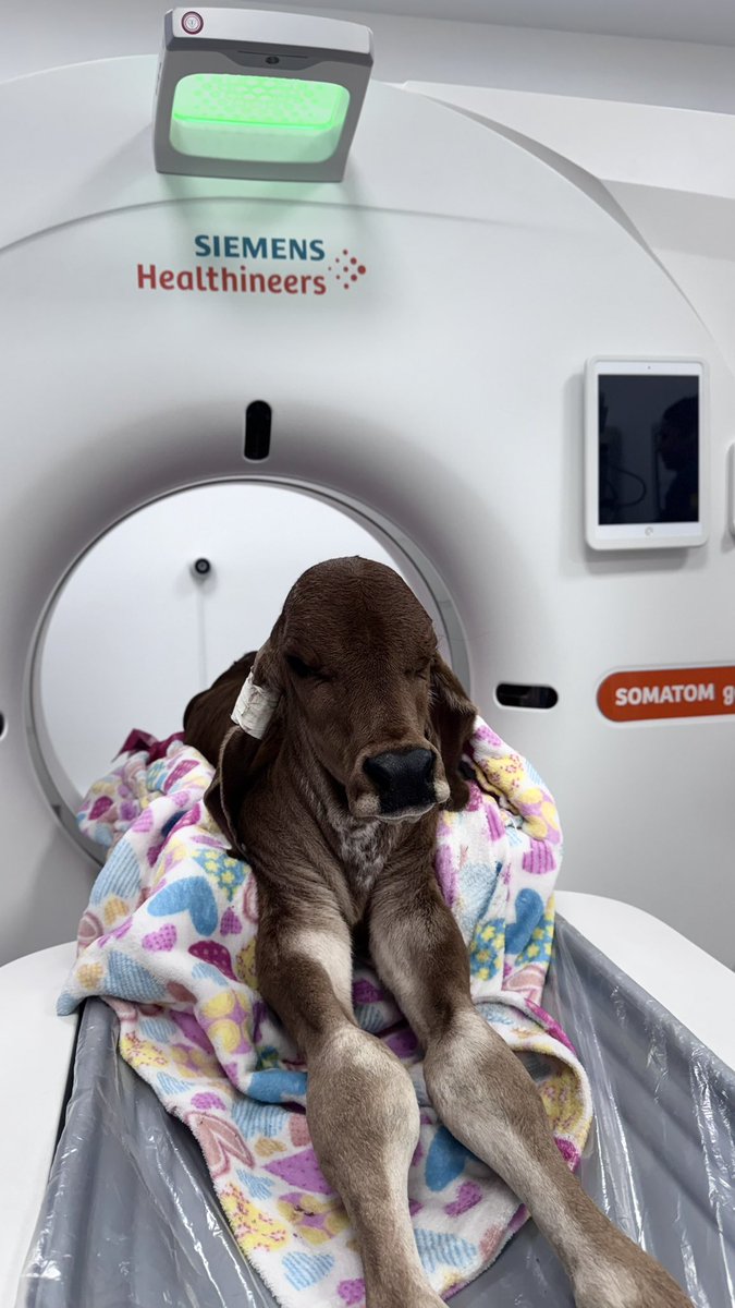 HospitalVetUT's tweet photo. No solo mascotas se atienden en nuestro tomógrafo computadirazo. La ganadería también se beneficia de este equipo. #veterinaria #ganaderia #tomografia @Fedegan @Uni_Tolima https://t.co/Wq4eynTffg