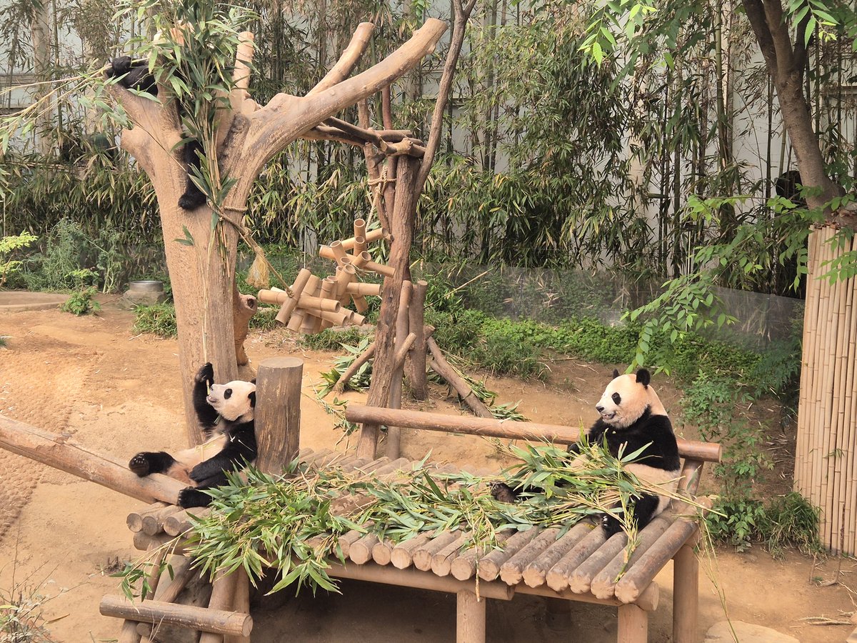 j_juandy's tweet image. Finally met my Idol Panda 😍 Bao Family in #Everland on 7th May 2025. Dreams came true 🥳🫶 #grateful #worklyfe #panda #ontour #korea