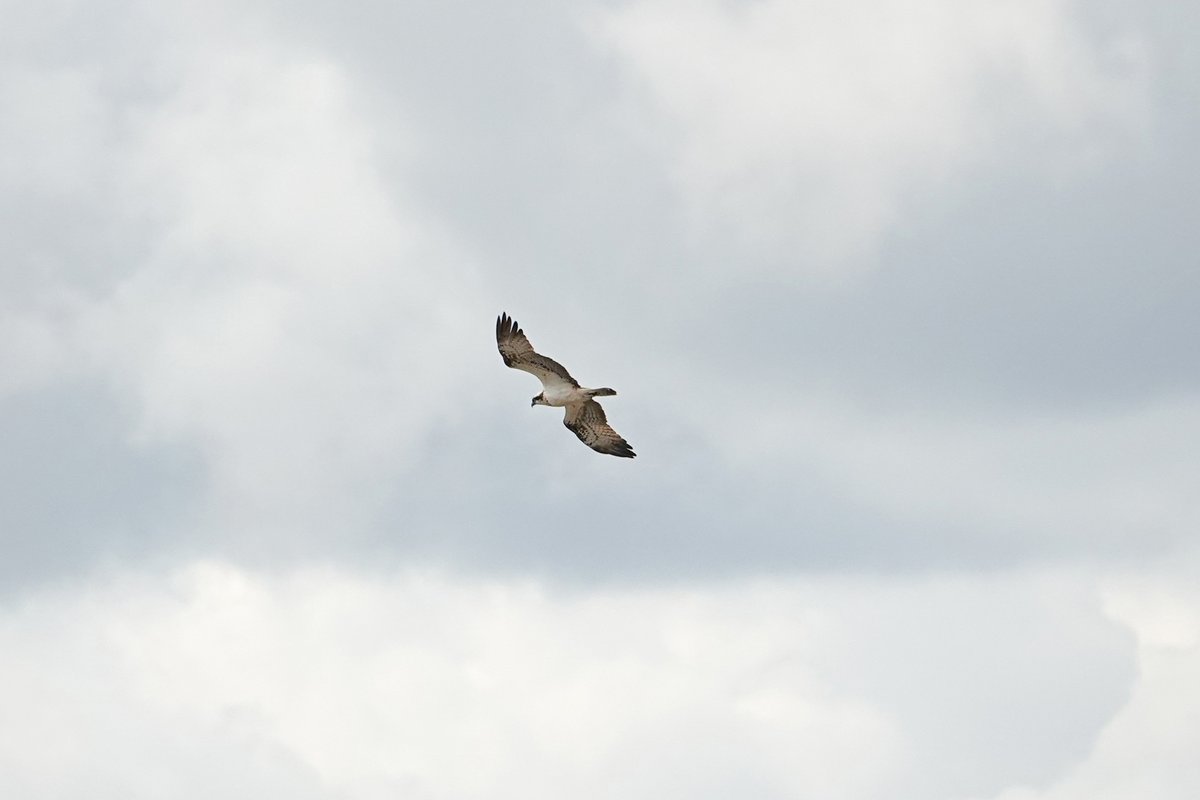 scally_ray's tweet image. MIDDLETON MOOR, Derbys. - OSPREY was surprise thru this afternoon, 6 Gadwall new in and no wader movement today. @Derbyshirebirds