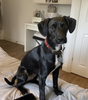 millypod1's tweet photo. ELSIE HOME SAFE. THANKS FOR RT's 😊🐕🐾
🆘27 MAY 2025 #Lost ELSIE #ScanMe
NERVOUS Black Patterdale Cross Female
Wellesley Road #Rushmoor #Farnham #Surrey #GU10 Last spotted yesterday in Hankley Common Golf Course. She is ball/stick motivated. https://t.co/yoMbLzkU6i https://t.co/xbcfytEg8y