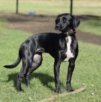 millypod1's tweet photo. ELSIE HOME SAFE. THANKS FOR RT's 😊🐕🐾
🆘27 MAY 2025 #Lost ELSIE #ScanMe
NERVOUS Black Patterdale Cross Female
Wellesley Road #Rushmoor #Farnham #Surrey #GU10 Last spotted yesterday in Hankley Common Golf Course. She is ball/stick motivated. https://t.co/yoMbLzkU6i https://t.co/xbcfytEg8y
