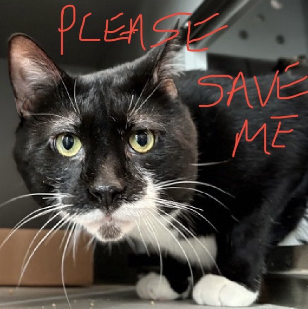 🆘CODE RED•PRIORITY🆘
Desperately sad and lonely, gentle OREO THE GOAT, just 5yrs old, needs #IMMEDIATE #RESCUE‼️
*PLEDGES CRUCIAL TO SAVE HIS LIFE*
PLEASE #RT #PLEDGE #FOSTER #ADOPT - EVERYTHING you can do to #HELP✔️
#cats #NYC #AdoptDontShop #SharingSavesLives
RT<a href="/JLthekid9999/">Jack5928</a>