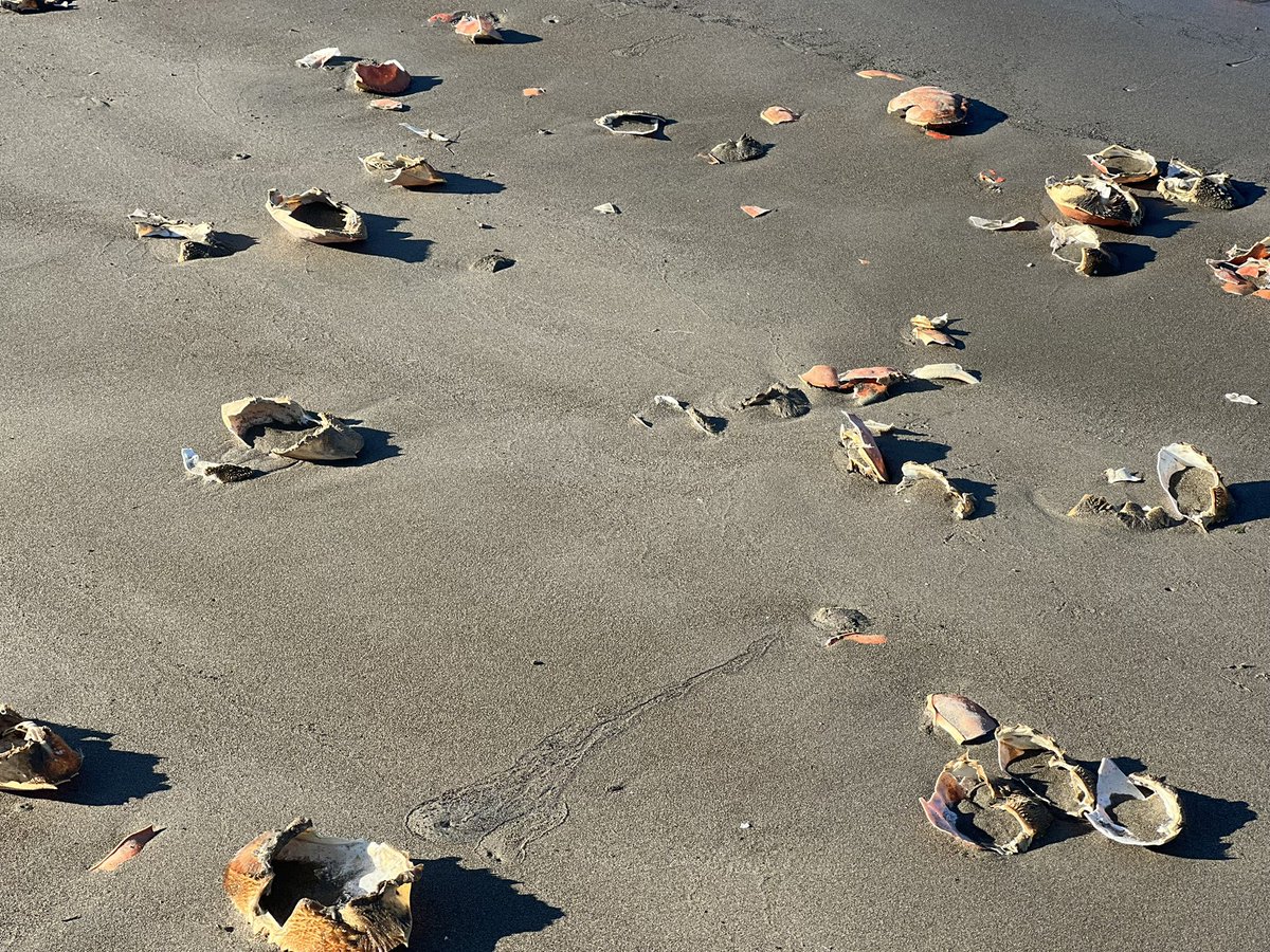 Murder Scene! 

These Crabs Came Across The Wrong Opps! #LMAO