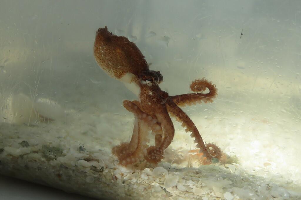Cephalopods Daily tweet media