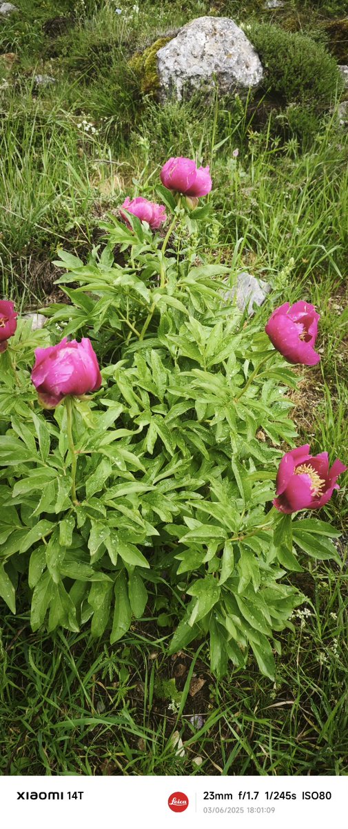 Bu çiçeğin adını doğru bilen çıkmayacağını biliyorum ama yine de yanıtınızı merak ediyorum.