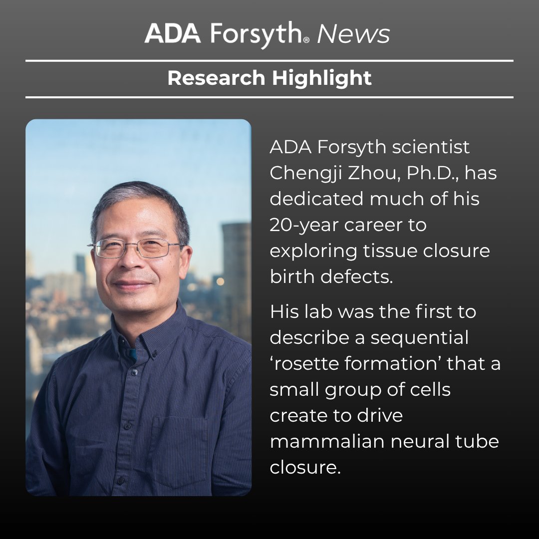 ForsythResearch's tweet image. Dr. Chengji Zhou’s research at the ADA Forsyth Institute uncovers how just a few hundred cells shape the early development of the human nervous system.
Learn more about Dr. Zhou’s work on our latest blog post: forsyth.org/afi-scientist-…