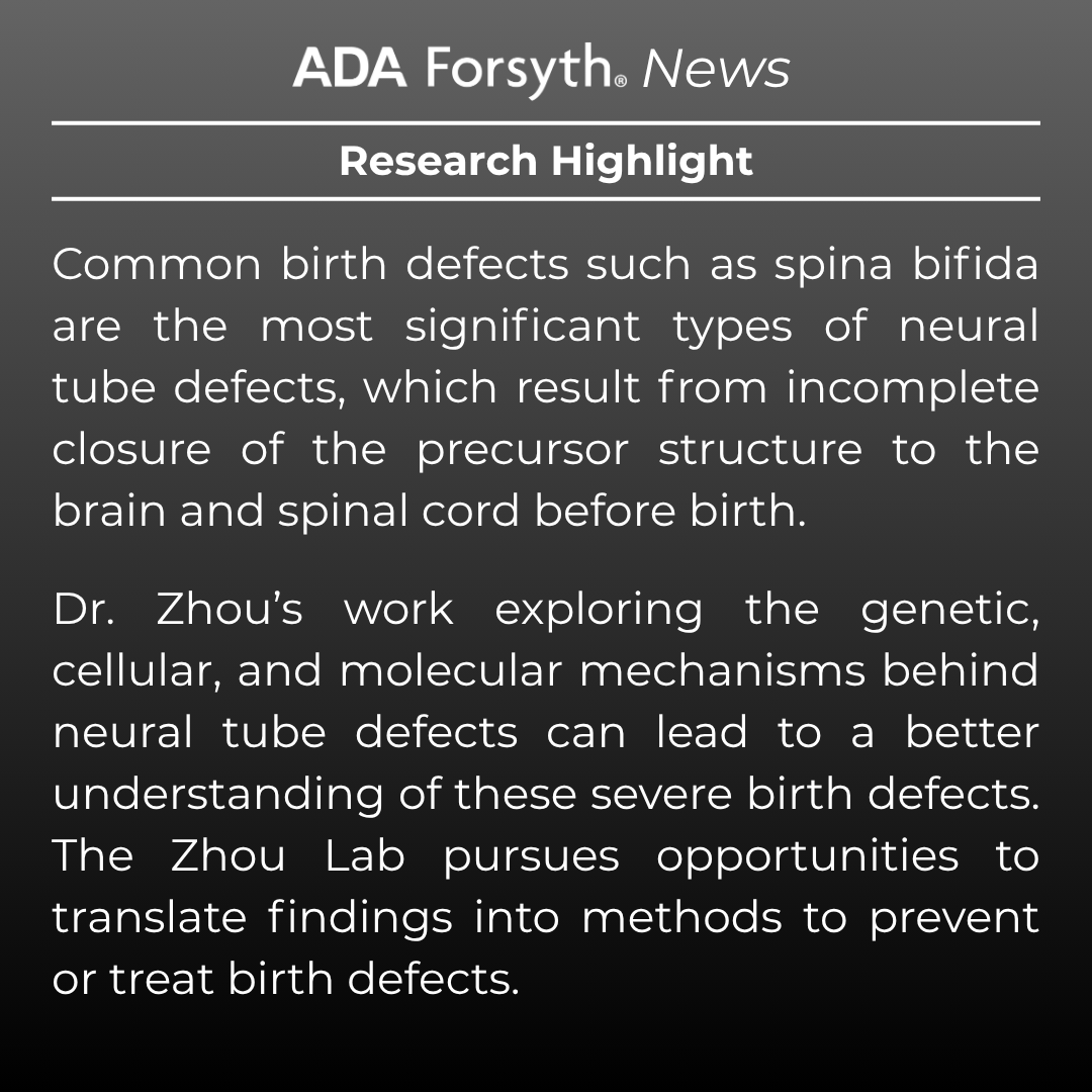 ForsythResearch's tweet image. Dr. Chengji Zhou’s research at the ADA Forsyth Institute uncovers how just a few hundred cells shape the early development of the human nervous system.
Learn more about Dr. Zhou’s work on our latest blog post: forsyth.org/afi-scientist-…