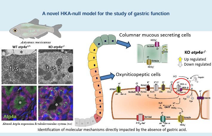 ajpgi's tweet image. Today we get to hear from experts at @Laurier! Generation of gastric proton pump atp4a knock-outs in Astyanax mexicanus. A fish model for insights into the mechanisms of acidification by oxynticopeptic cells (Patrí­cia Ferreira et al.):

ow.ly/Glkw50W3x05
