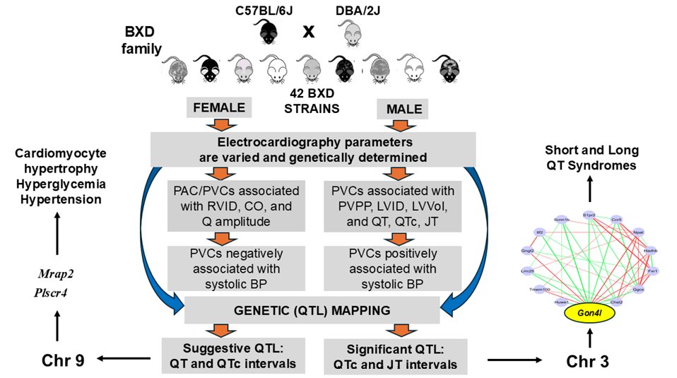 Physiological Genomics (@physiologicalg) on Twitter photo Multiple teams out of <a href="/uthsc/">The University of Tennessee Health Science Center</a> put together today's #ArticleinPress, #Genetic mapping of electrocardiographic parameters in BXD strains reveals #Chromosome 3 loci to be associated with #cardiac repolarization abnormalities (Buyan-Ochir Orgil et al.):
ow.ly/J5am50W3x8X Multiple teams out of <a href="/uthsc/">The University of Tennessee Health Science Center</a> put together today's #ArticleinPress, #Genetic mapping of electrocardiographic parameters in BXD strains reveals #Chromosome 3 loci to be associated with #cardiac repolarization abnormalities (Buyan-Ochir Orgil et al.):
ow.ly/J5am50W3x8X