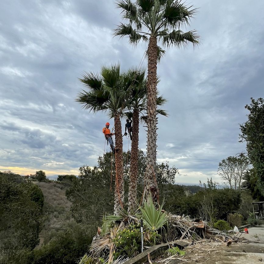 ColoresTree's tweet image. Messy yards? I handle tree cleaning to clear out dead branches, fallen debris, and clutter. It makes your space safer and your trees healthier. Let’s tidy things up.
#TreeCleaning
treeservicesaromas.com