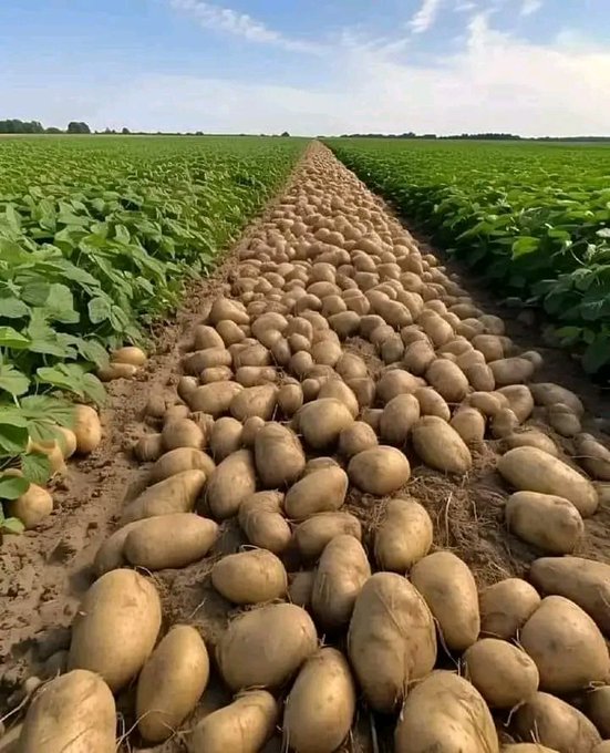 ShimoYvette's tweet image. Fellow Farmers! It&apos;s time to embrace the future with #BiotechCrops! Here’s how they benefit you:

✅Disease and drought-resistant plants that use fewer resources.

✅Increased food supply at lower costs with longer shelf life

#TalkBiotechRw #Voices4AgriBiotech