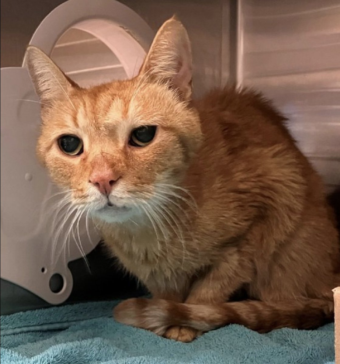 HUGE HUGE 🆘🆘 for poor THOMAS 16 yo in Staten Island ACC 🔥🔥😿💗🆘🆘

This senior is scanned positive microship  &amp; ACC is trying to reach the owner but since 6 days 🔥 Please help him Now 😿💔🆘 We must act quickly please 🙀

HUGE MEDICAL PRIORITY 🆘🏥🆘 

👉 underweight
👉 R/O