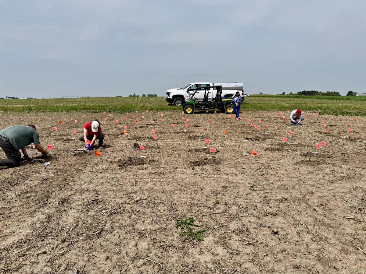 Damon L. Smith (@badgercropdoc) on Twitter photo Wisconsin Sclerotinia sclerotial survival study now deployed. Looking forward to seeing these data across a wide geography! <a href="/BisonBeanDoc/">Wade Webster</a> <a href="/DTelenko/">Darcy Telenko</a> <a href="/MartinChilvers1/">Martin Chilvers</a> Wisconsin Sclerotinia sclerotial survival study now deployed. Looking forward to seeing these data across a wide geography! <a href="/BisonBeanDoc/">Wade Webster</a> <a href="/DTelenko/">Darcy Telenko</a> <a href="/MartinChilvers1/">Martin Chilvers</a>