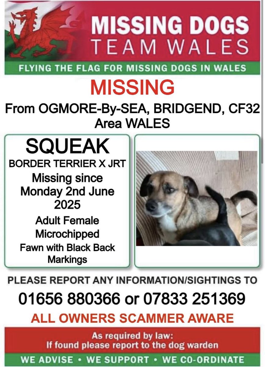 missingdogwales's tweet photo. ❗❗#SQUEAK #MISSING From #OGMOREBYSEA, #BRIDGEND, CF32 Area #WALES❗❗

❗SINCE MONDAY 2nd JUNE 2025.

❗PLEASE LOOK OUT FOR SQUEAK AND CALL NUMBER WITH ANY SIGHTINGS/INFORMATION❗ https://t.co/wHIF6mPGGD