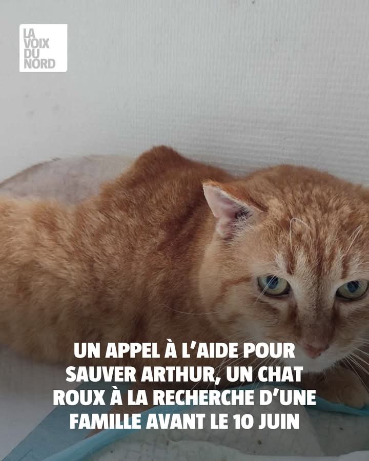 Arthur, un chat roux, qui doit trouver une famille d’accueil avant le 10 juin, sous menace d’euthanasie.

➡️ l.lavoixdunord.fr/9JF