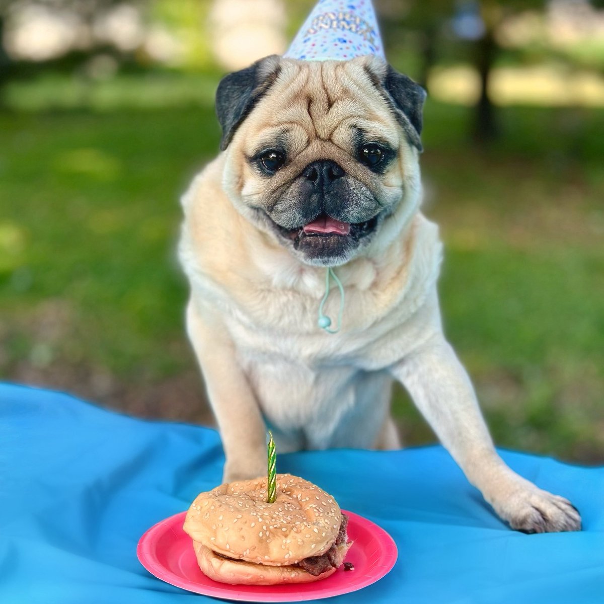 When your dog turns 9 and the only way you know how to celebrate is by getting him a burger from <a href="/FiveGuys/">Five Guys</a> 🍔🎉🥳 Burger > cake 😛