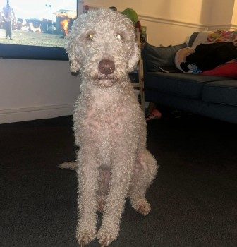 millypod1's tweet photo. 🆘2 JUNE 2025 #Lost AMOS #ScanMe
Beige Bedlington Terrier Male
Hilton Lane #Walkden/#LittleHulton #Manchester #M28
https://t.co/MKy9FsroWx https://t.co/9uyGdObZwU