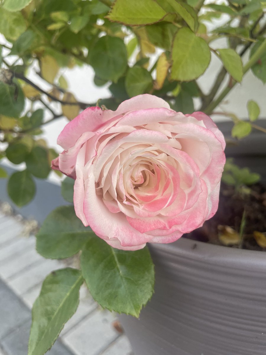 My sherbert roses have bloomed 😍
Aren’t they just divine 💘