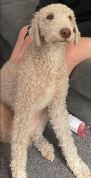 millypod1's tweet photo. 🆘2 JUNE 2025 #Lost AMOS #ScanMe
Beige Bedlington Terrier Male
Hilton Lane #Walkden/#LittleHulton #Manchester #M28
https://t.co/MKy9FsroWx https://t.co/9uyGdObZwU