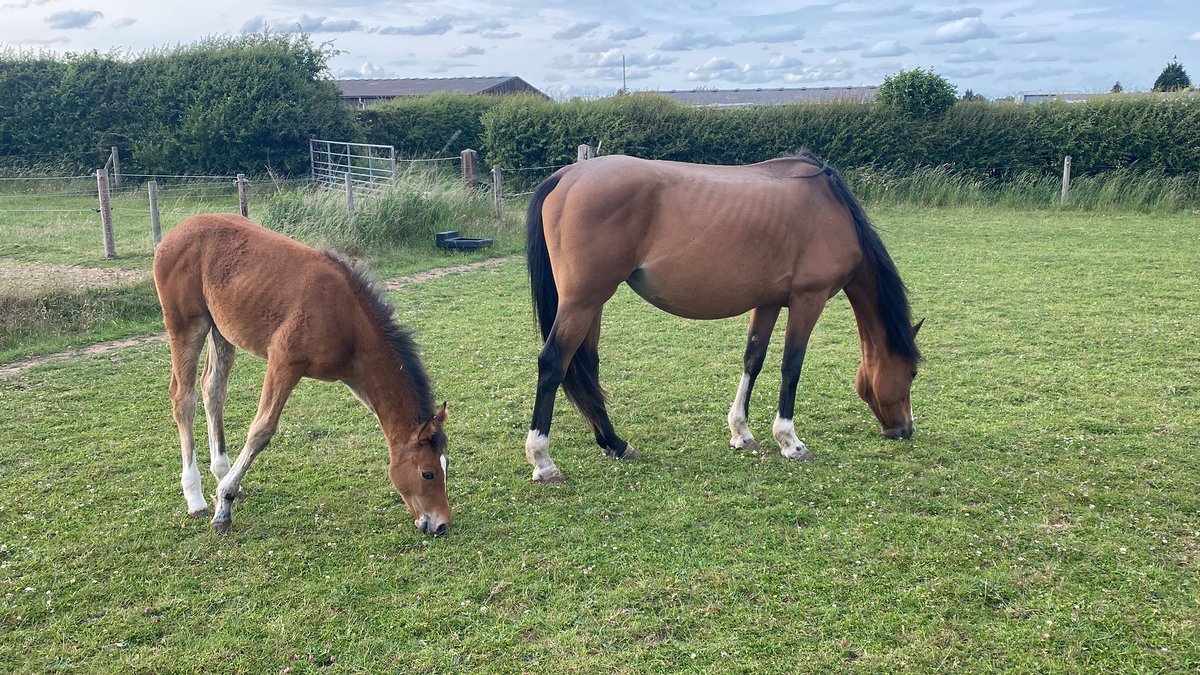 Poppy and her daughter PO - this time yesterday we were being painted with a very different picture that gradually deteriorated as the evening went on. See what you see and react to it - and make sure you have your vets details and OOH arrangements to hand!