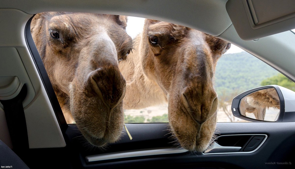 سعيد tweet media