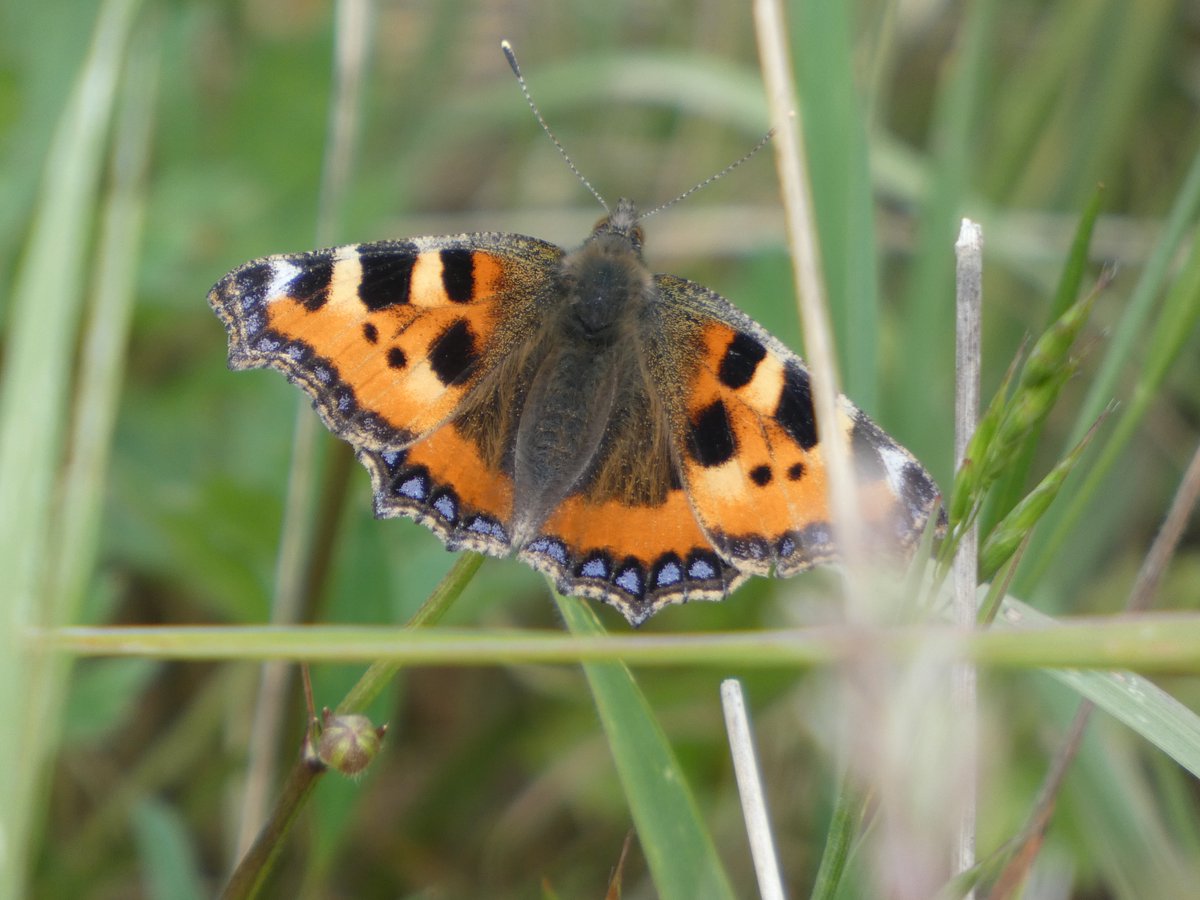 James Timms (@jamestimms5) on Twitter photo In 2024 we did not get any Small Tortoiseshells on our transect walks. Today we had two. Hopefully the decline for this species is coming to the end. <a href="/NatureUK/">NatureUK</a> <a href="/savebutterflies/">Butterfly Conservation 🦋</a> <a href="/BCWarwickshire/">BC Warwickshire</a> <a href="/ukbutterflies23/">butterfliesforeveruk</a> In 2024 we did not get any Small Tortoiseshells on our transect walks. Today we had two. Hopefully the decline for this species is coming to the end. <a href="/NatureUK/">NatureUK</a> <a href="/savebutterflies/">Butterfly Conservation 🦋</a> <a href="/BCWarwickshire/">BC Warwickshire</a> <a href="/ukbutterflies23/">butterfliesforeveruk</a>