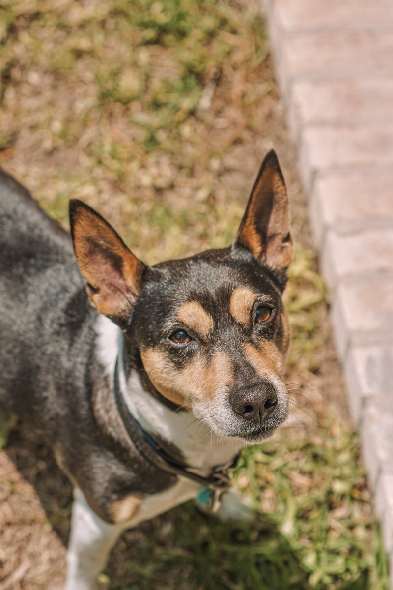 Pet sitting the best boy again 🤍
