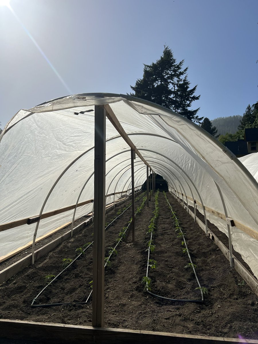 GalacticFarmer1's tweet image. I set my drip tape on a continuous open loop. This way the entire line gets pressurized at the same pressure and the flow that emits from each drip site is even and equal. That said, we hardly have to water and typically only do so to apply liquid bio stimulants. We grow in the…