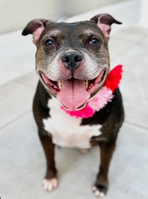 🎉🎊 Cole 🎊🎉
Has been Reserved 
By A New Hope Rescue!🎉

We r so thrilled 4 this sweetheart 💕 
 
Tysvm 2 all 4 Pledging, Caring + Sharing! We couldn't have done it 
w/o u💗

Pls wait 4 freedom pics/info from <a href="/TAPNYACC/">TAPACC</a>, or pulling rescue, 2 honor yr pledges❤️

Tysvm❤️