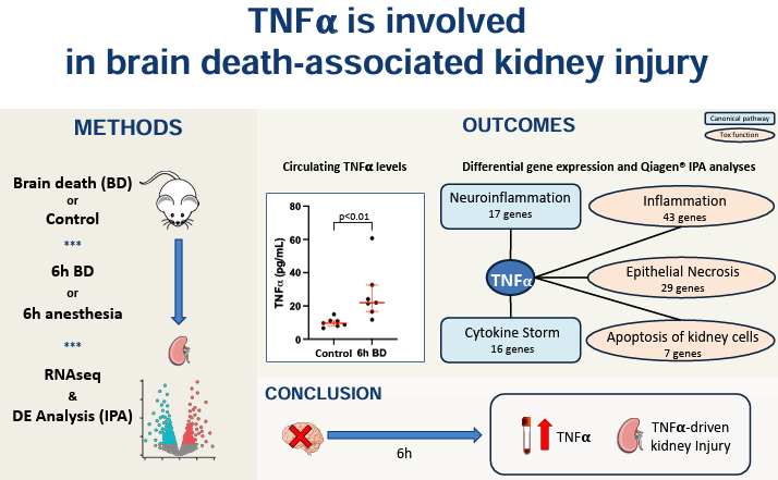 🚨 New paper out in AJP - Renal Physiology!

🧠💀 Brain death → 🩸 TNFα → 🧬 Kidney injury

Check it out 👉 doi.org/10.1152/ajpren…

Thanks to: <a href="/UniversiteLiege/">Université de Liège</a>, <a href="/FondationLeon/">Fondation Léon Fredericq</a>, <a href="/frsFNRS/">F.R.S.-FNRS</a> , <a href="/com_SFNDT/">SFNDT</a>, and <a href="/francois_jouret/">Francois JOURET</a> 

#Transplant #Kidney #TNFalpha #BrainDeath #Science