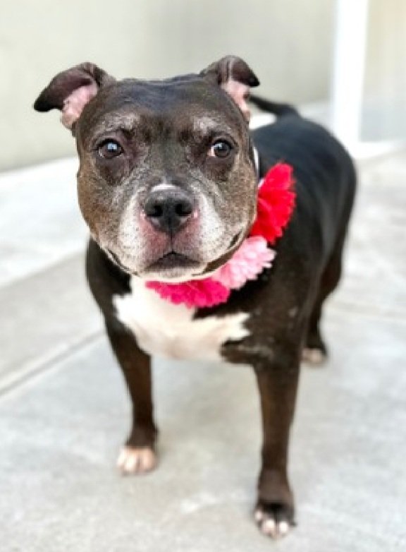 Wonderful News!
Cole has been reserved by a New Hope Partner 🎉🥳

Please wait for freedom pics and info from <a href="/TAPNYACC/">TAPACC</a> to honor your pledges