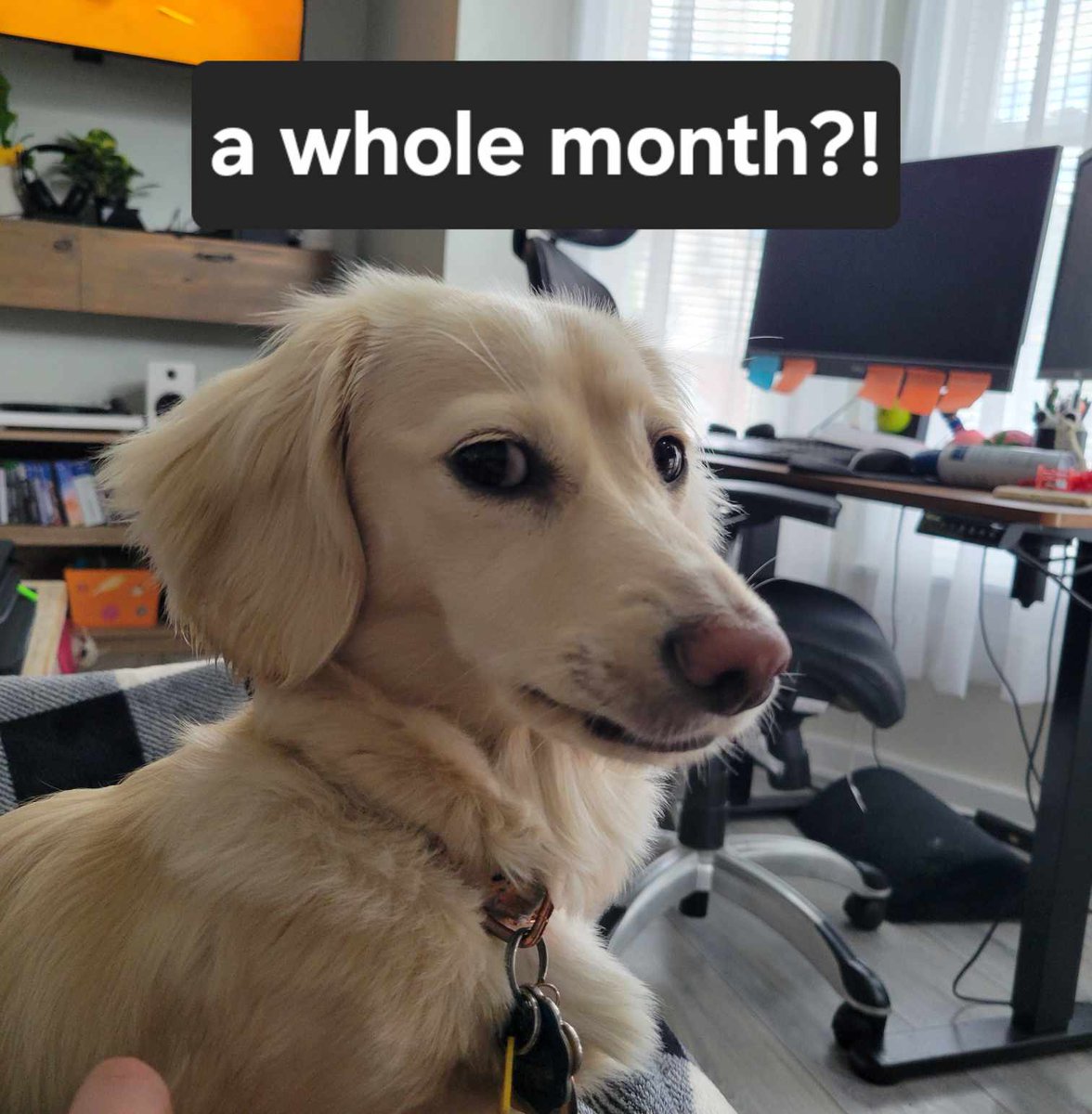 Happy Pride Month from Winry!!!
(This is satire)