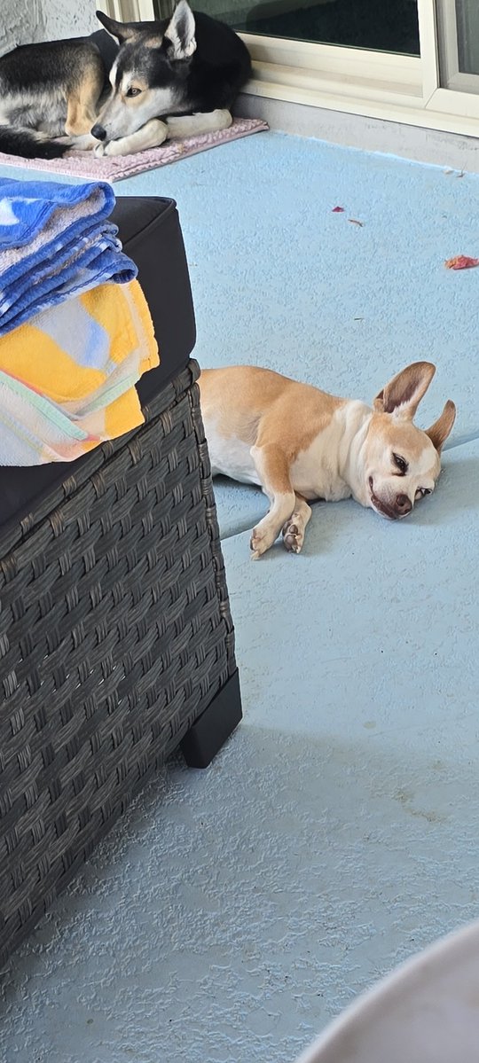It's a dog day of Arizona!! Loving the heat they are
