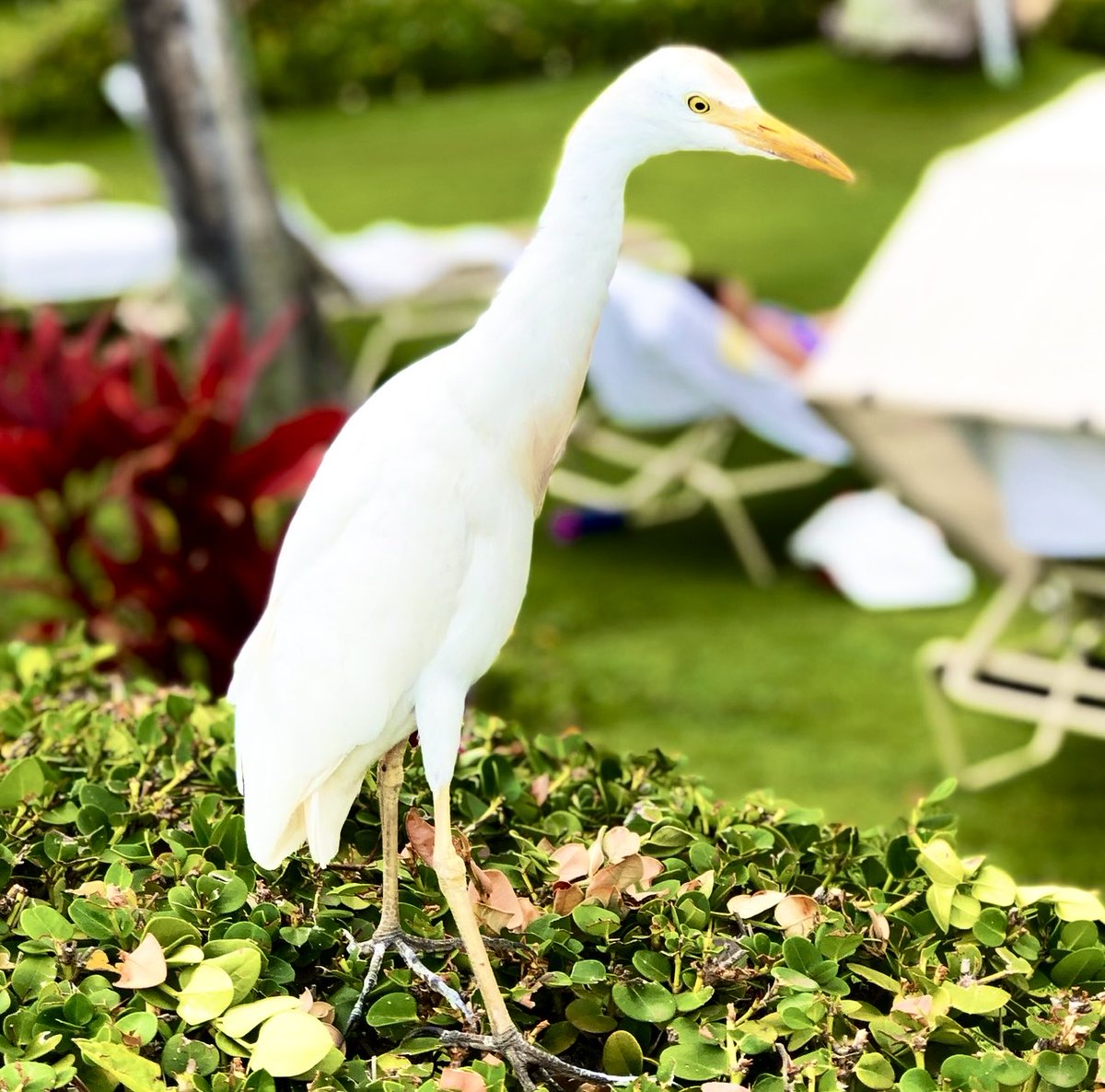 That time filming in Hawaii.

🎶”Egrets, I’ve had a few. But then again, two flew to Memphis..”

#IDidItMaui

#traveltuesday