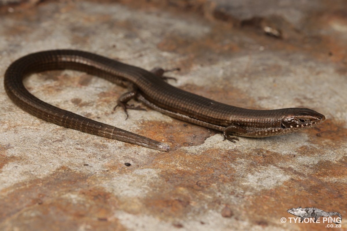 Tetradactylus seps Short Legged Seps. From Somerset West, Western Cape. tyroneping.co.za/lizards/tetrad…