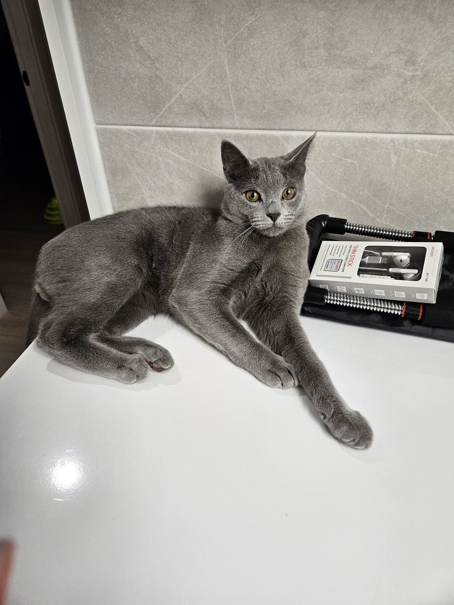 지난 겨울에서 봄까지
다들 너무 고생  많으셨습니다ㅜㅜ
6개월간 우리집 고양이는 이렇게 많이 컸고요...반년 만에 드디어 정권교체가 되었습니다😭
국힘당 해체! 검찰 대개혁! 가자!