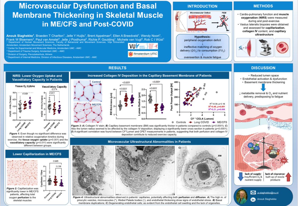 A NEW study showed that patients with #LongCOVID &amp; ME/CFS have abnormal deposition of Collagen IV in basement membranes of their capillaries in skeletal muscle.  Endothelial cells lining the capillaries become activated &amp; some start to degenerate and lose their organelles 1/