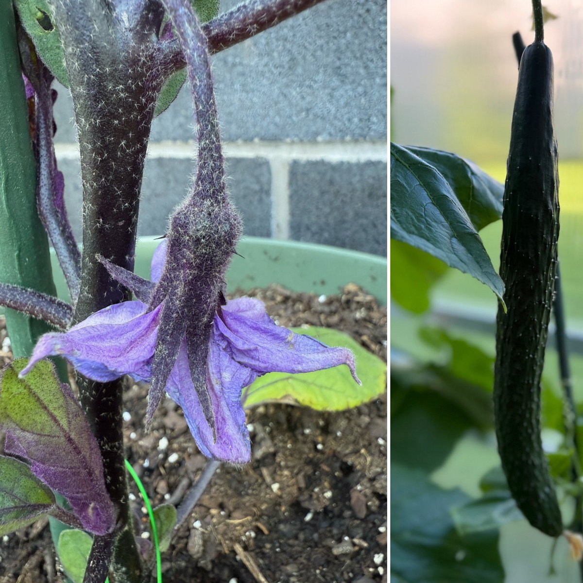 Our 8th grade students are getting their hands dirty and their minds growing in the district’s Greenhouse! From planting seeds to harvesting fresh produce, these young scientists are learning about sustainability, biology, and responsibility all while making our campus greener.