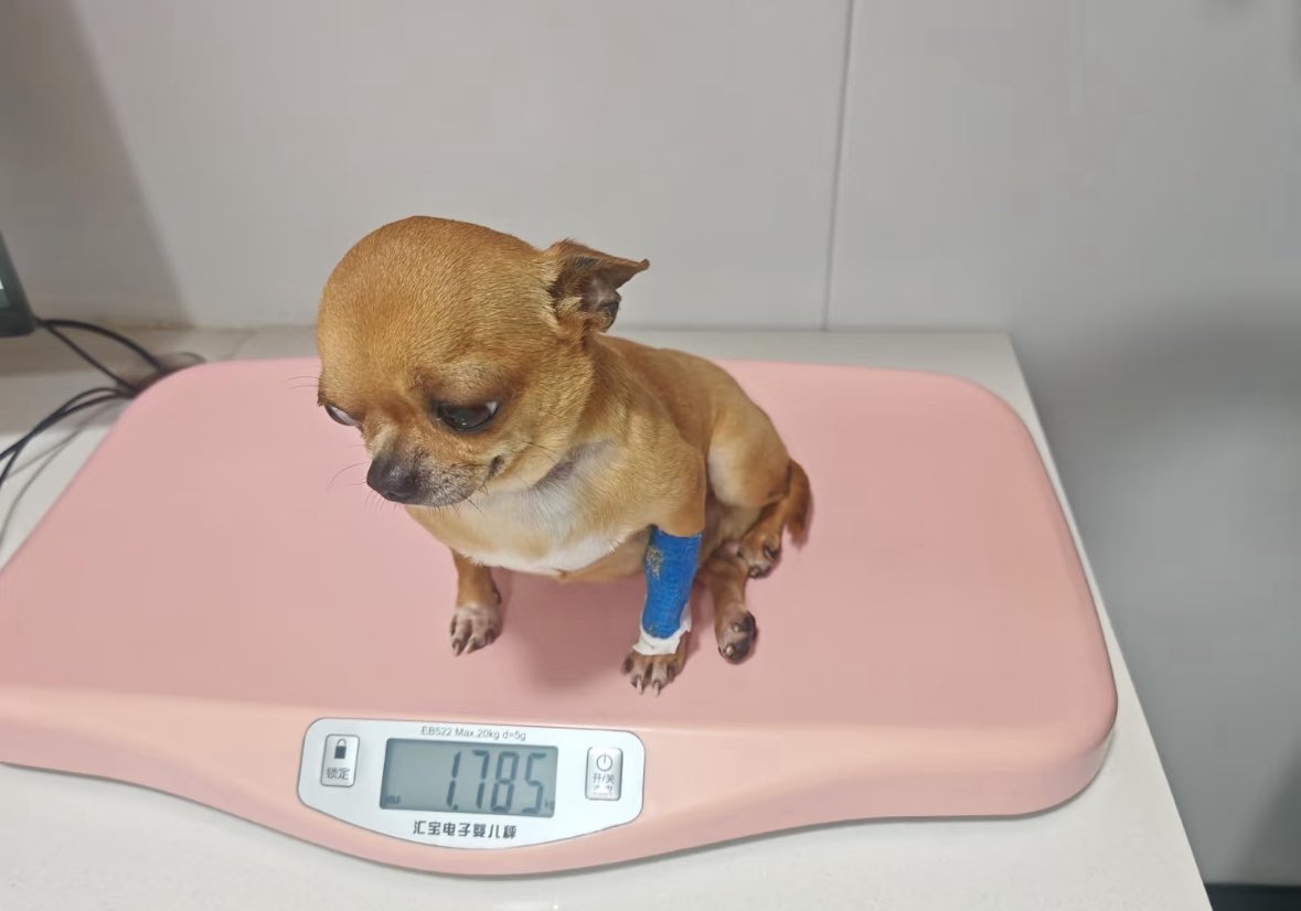 💖 (@twaniimals) on Twitter photo 